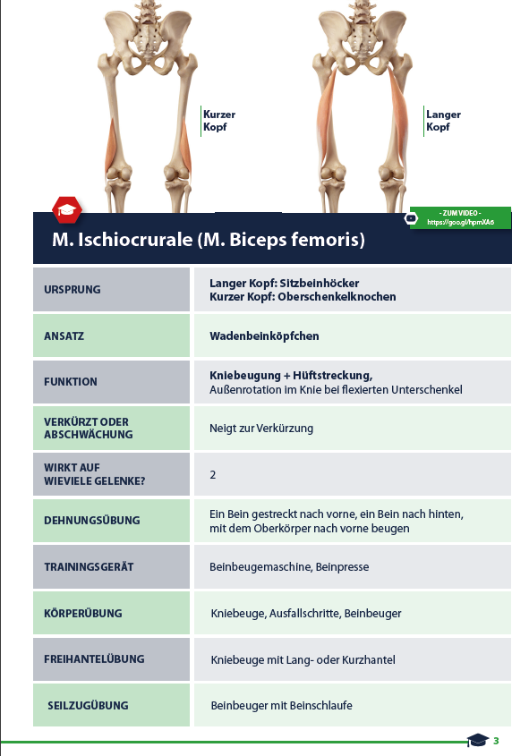 Muskelkatalog Beispielsseite