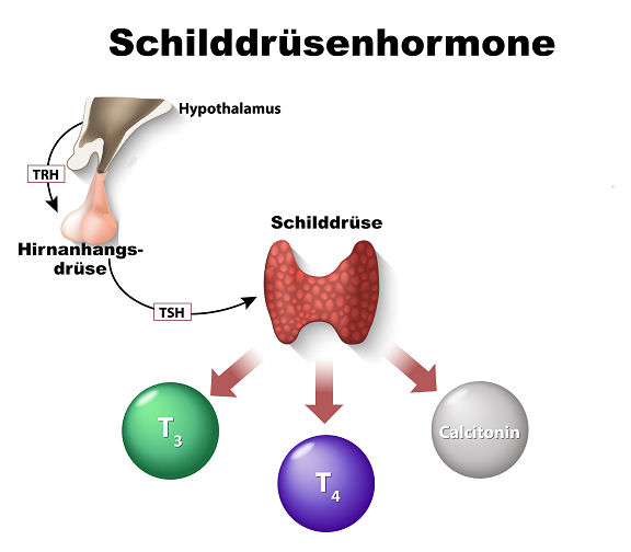 Schilddrüsenvorgänge