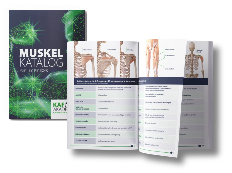 Muskelkatalog