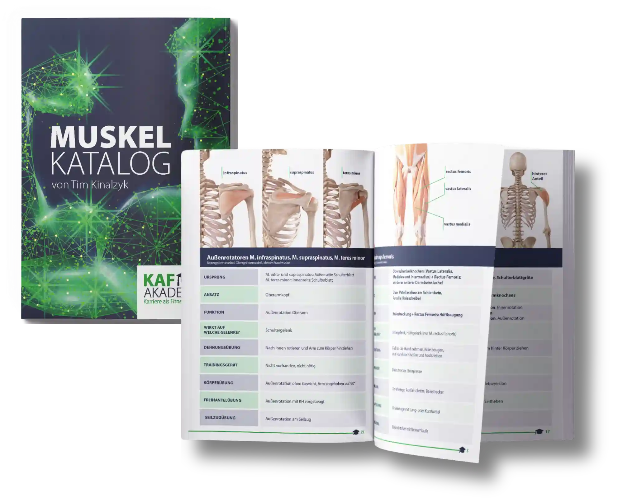 Muskelkatalog